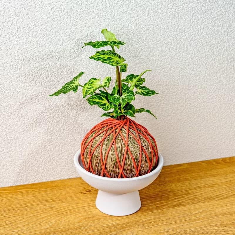 苔球植物 蠟染合果芋橘綠苔球加磨砂高腳缽 苔球 苔玉 禮物 送禮
