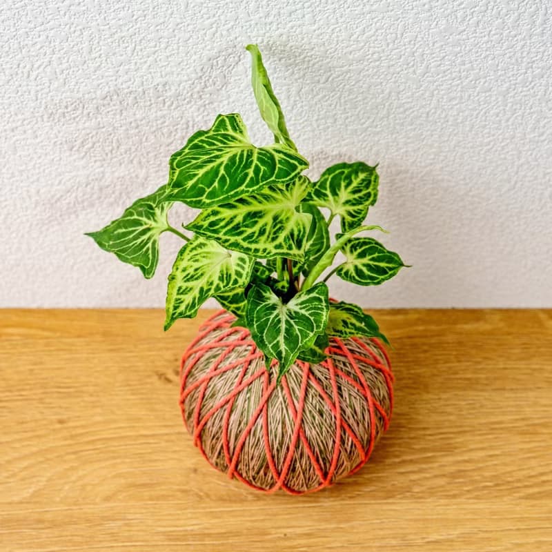 苔球植物 蠟染合果芋橘綠苔球加磨砂高腳缽 苔球 苔玉 禮物 送禮