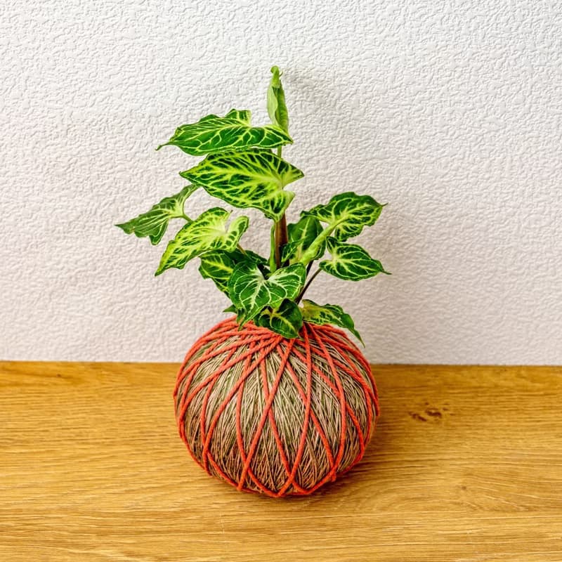 苔球植物 蠟染合果芋橘綠苔球加磨砂高腳缽 苔球 苔玉 禮物 送禮