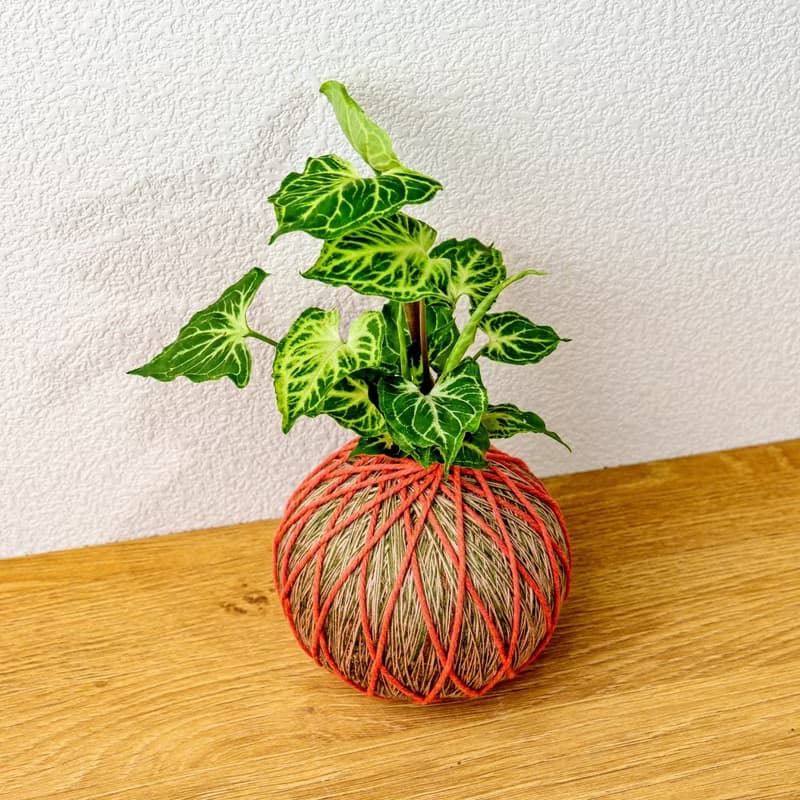 苔球植物 蠟染合果芋橘綠苔球加磨砂高腳缽 苔球 苔玉 禮物 送禮