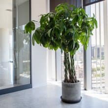 【室內盆栽】馬拉巴栗盆栽 開幕盆栽 盆栽送禮 升遷送禮