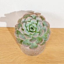 小叮噹 三角水耕盆栽 室內植物 觀葉植物 禮物 水培 辦公室小物