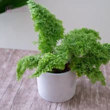 澎澎蕨盆栽