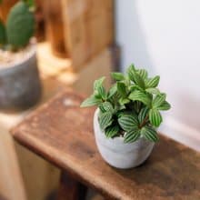 【室內盆栽】白脈椒草 觀葉植物 盆栽 植栽 開幕送禮 發財樹