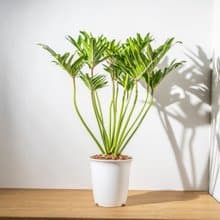 奧利多蔓綠絨盆栽 落地盆栽 大盆栽 開幕送禮 喬遷禮物 植栽 盆栽