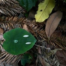 KUÂN KUÂN 綠植系列 葉片耳環 純銀