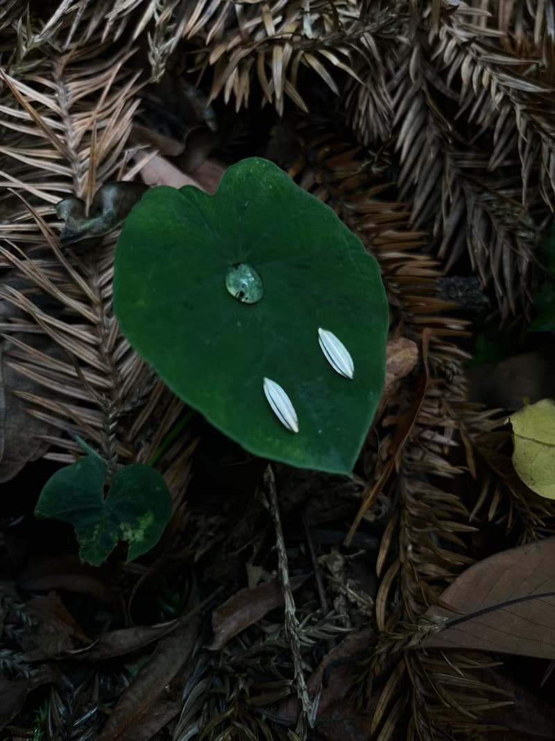 KUÂN KUÂN 綠植系列 葉片耳環 純銀