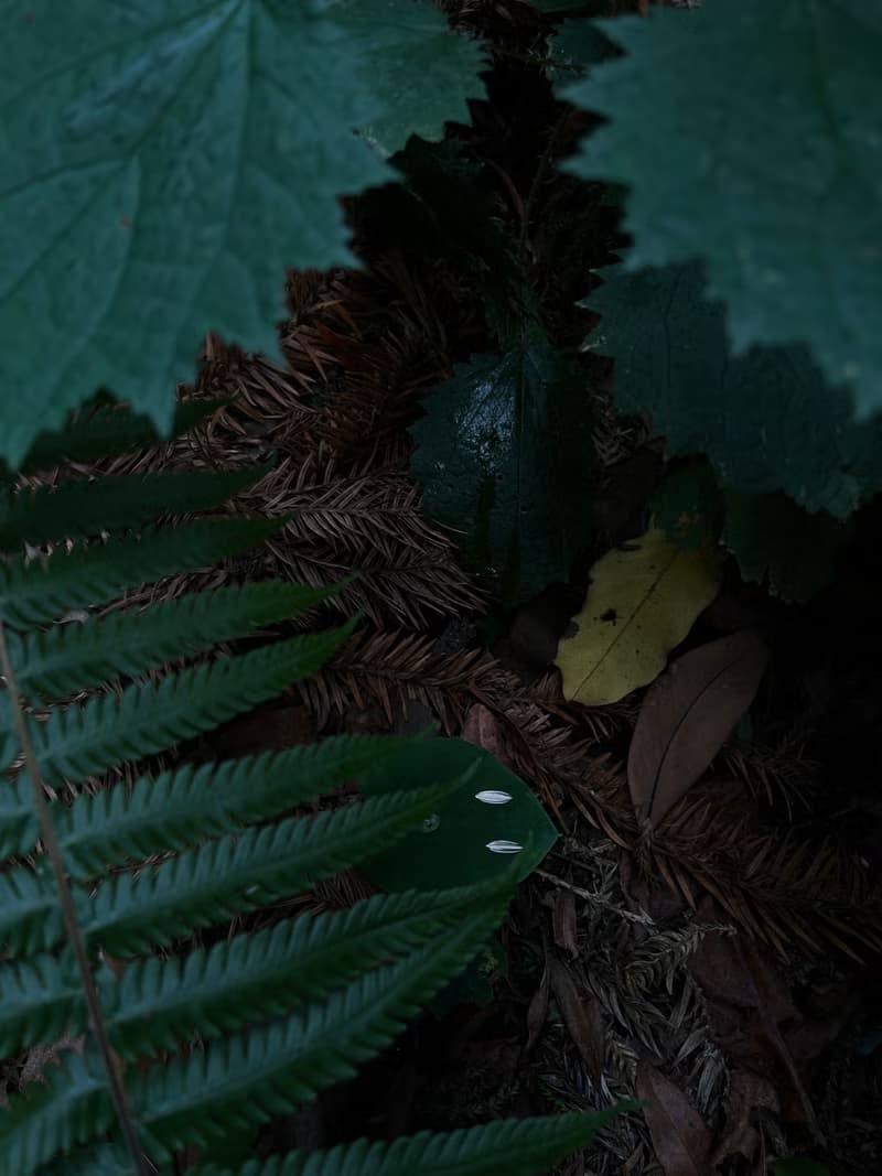 KUÂN KUÂN 綠植系列 葉片耳環 純銀