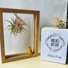 空氣鳳梨立體畫