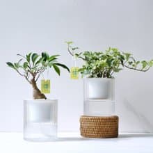 【送禮推薦】透明吸水盆栽 室內植物 辦公室盆栽 活體植物 畢業禮