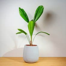 圓扇蒲葵細灰條紋水泥盆栽 開幕盆栽推薦