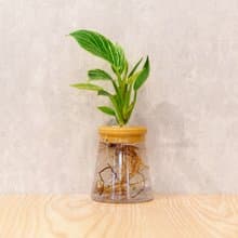鉑金蔓綠絨 三角水耕盆栽 室內植物 觀葉植物 禮物 水培