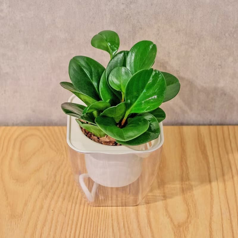 圓葉椒草 免澆水方形盆栽 室內植物 觀葉植物 禮物 盆栽