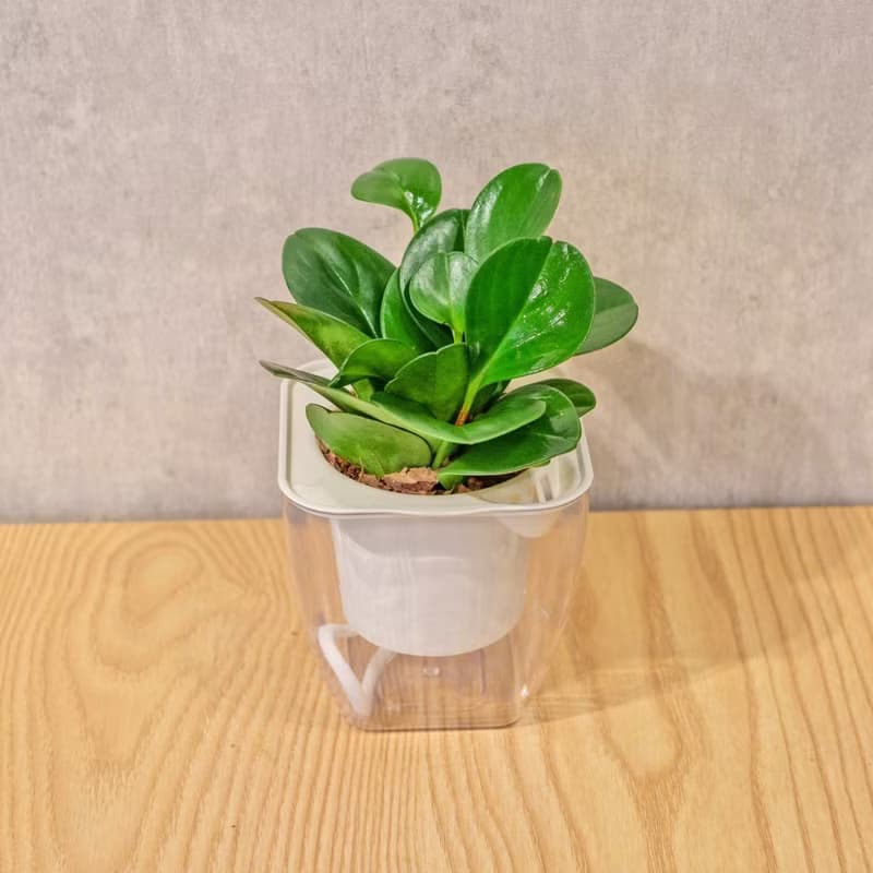 圓葉椒草 免澆水方形盆栽 室內植物 觀葉植物 禮物 盆栽