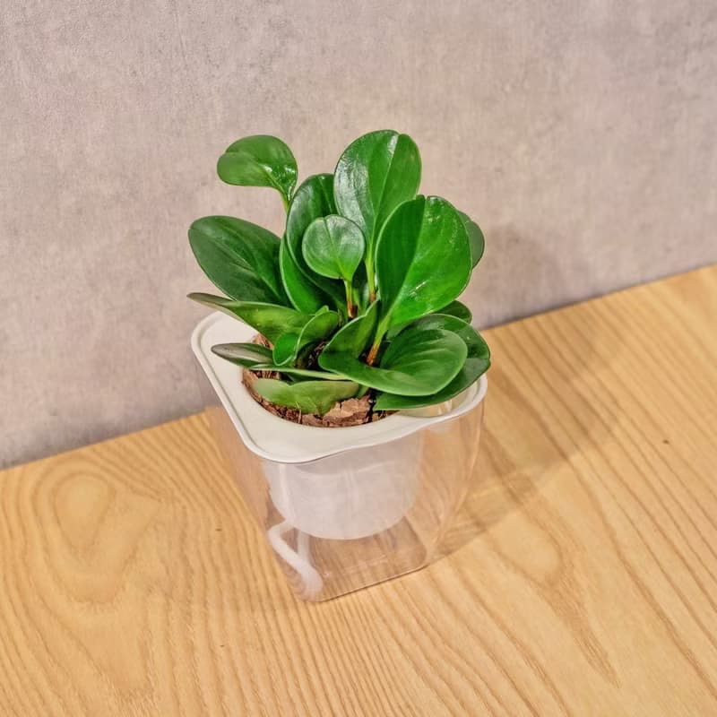 圓葉椒草 免澆水方形盆栽 室內植物 觀葉植物 禮物 盆栽