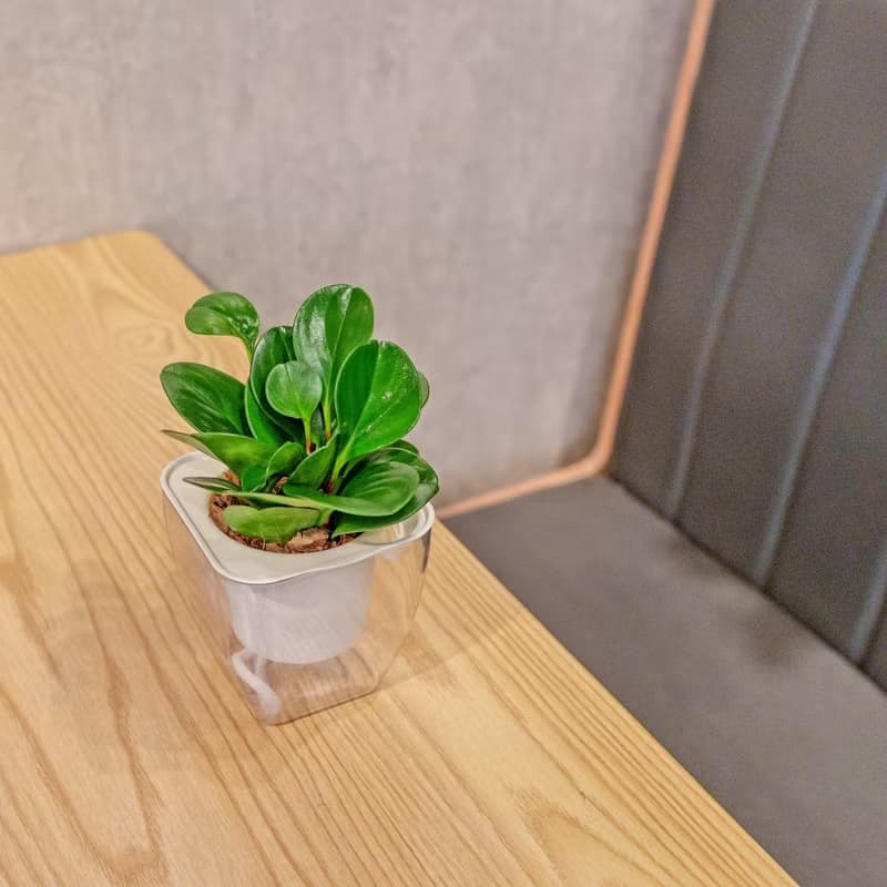 圓葉椒草 免澆水方形盆栽 室內植物 觀葉植物 禮物 盆栽