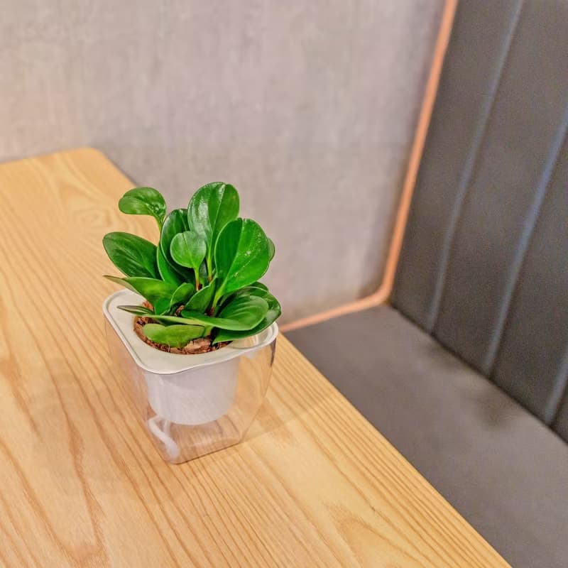 圓葉椒草 免澆水方形盆栽 室內植物 觀葉植物 禮物 盆栽