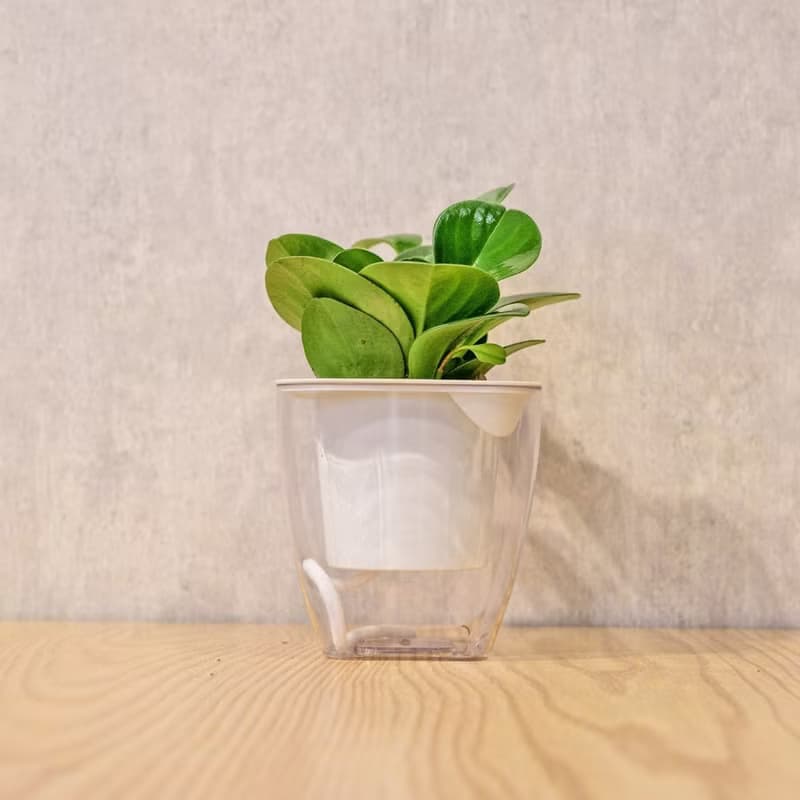 圓葉椒草 免澆水方形盆栽 室內植物 觀葉植物 禮物 盆栽