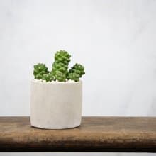 【室內盆栽】將軍閣盆栽 室內植物 多肉植物 盆栽 植栽 開幕送禮