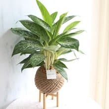 PD27白雪粗肋草大苔球 / 辦公室植栽