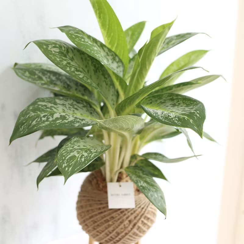 PD27白雪粗肋草大苔球 / 辦公室植栽