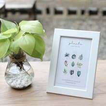 水培植栽│心葉曼綠絨 _室內植物 辦公室盆栽 店內擺設 送禮