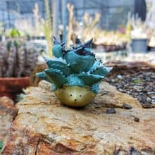 藍球嚴龍刺蝟