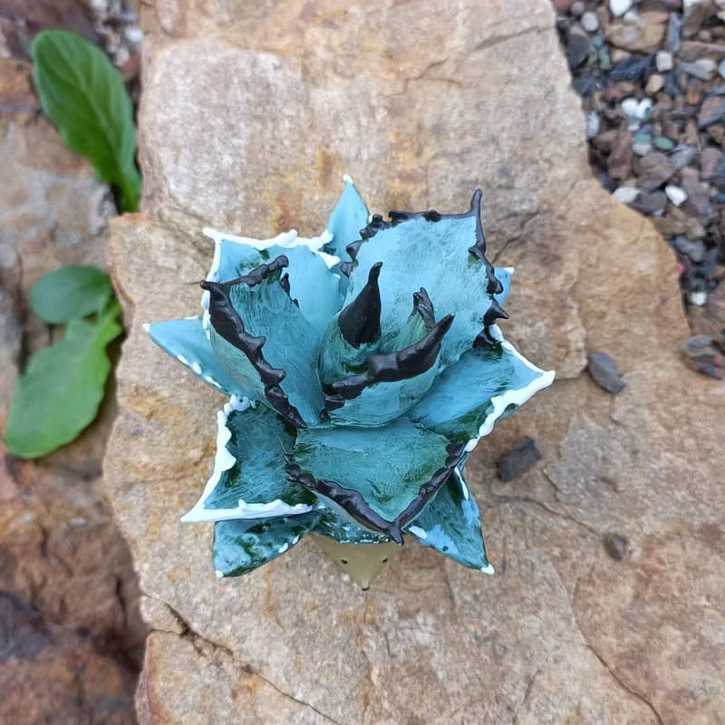 藍球嚴龍刺蝟