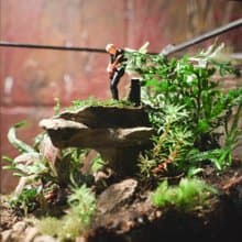 【生態缸－搖滾雨林】微景觀 室內植栽 禮物 辦公室擺設