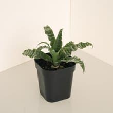 綠虎紋絨葉鳳梨