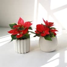 植栽 盆栽 l 聖誕紅 兩種盆器選擇  桌上耶誕盆栽 Ding Ding Dong
