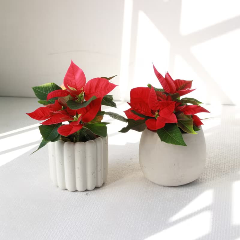 植栽 盆栽 l 聖誕紅 兩種盆器選擇  桌上耶誕盆栽 Ding Ding Dong