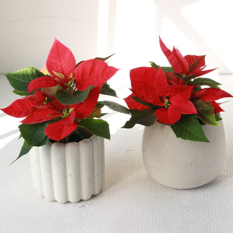 植栽 盆栽 l 聖誕紅 兩種盆器選擇  桌上耶誕盆栽 Ding Ding Dong