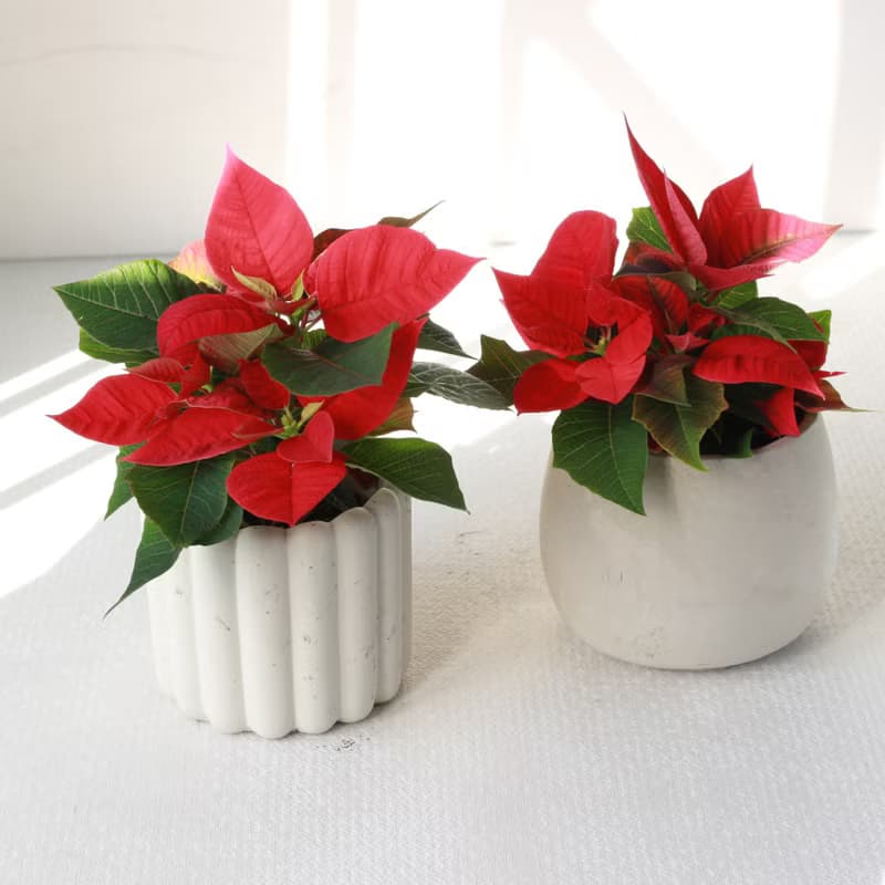 植栽 盆栽 l 聖誕紅 兩種盆器選擇  桌上耶誕盆栽 Ding Ding Dong