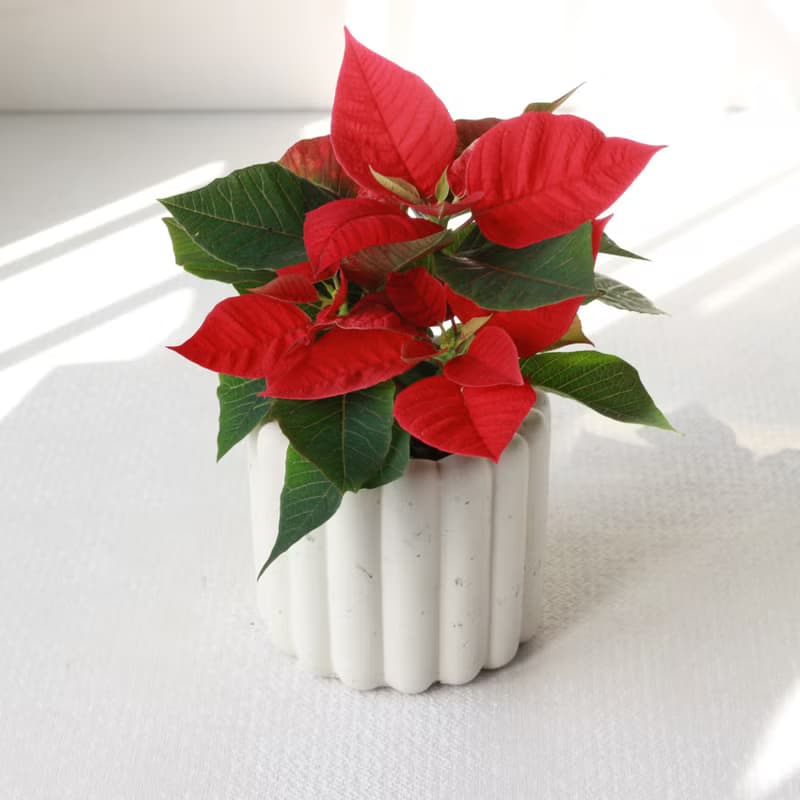 植栽 盆栽 l 聖誕紅 兩種盆器選擇  桌上耶誕盆栽 Ding Ding Dong