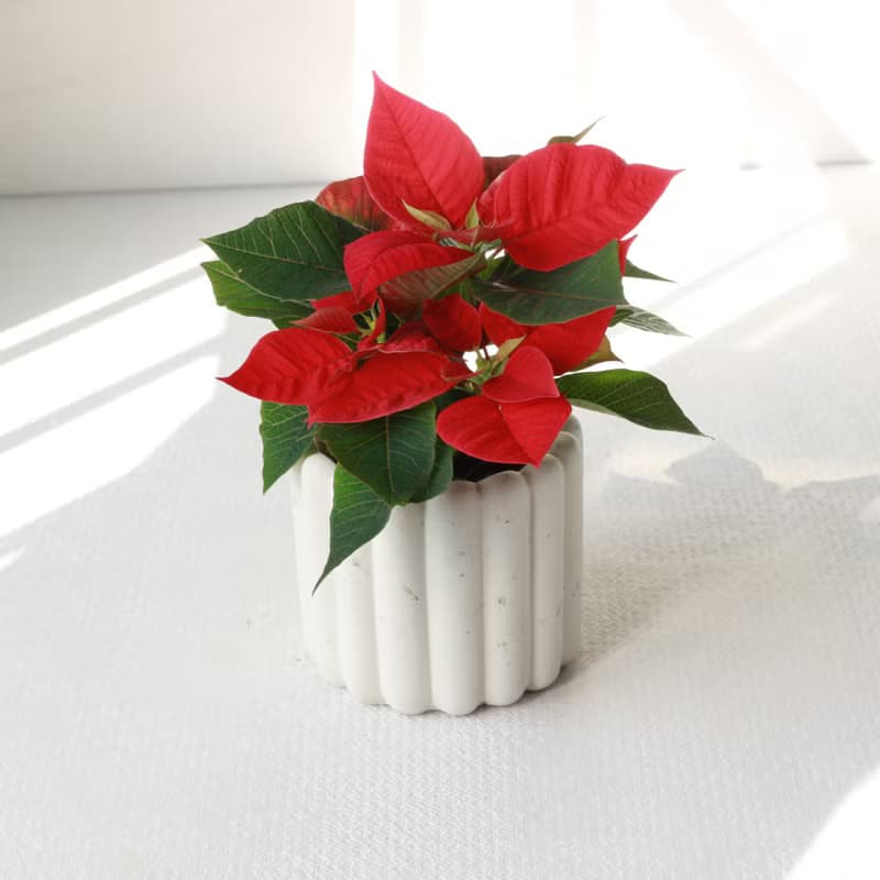 植栽 盆栽 l 聖誕紅 兩種盆器選擇  桌上耶誕盆栽 Ding Ding Dong