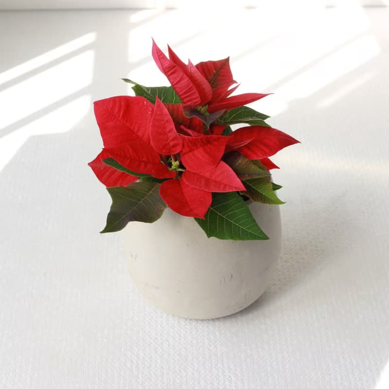 植栽 盆栽 l 聖誕紅 兩種盆器選擇  桌上耶誕盆栽 Ding Ding Dong