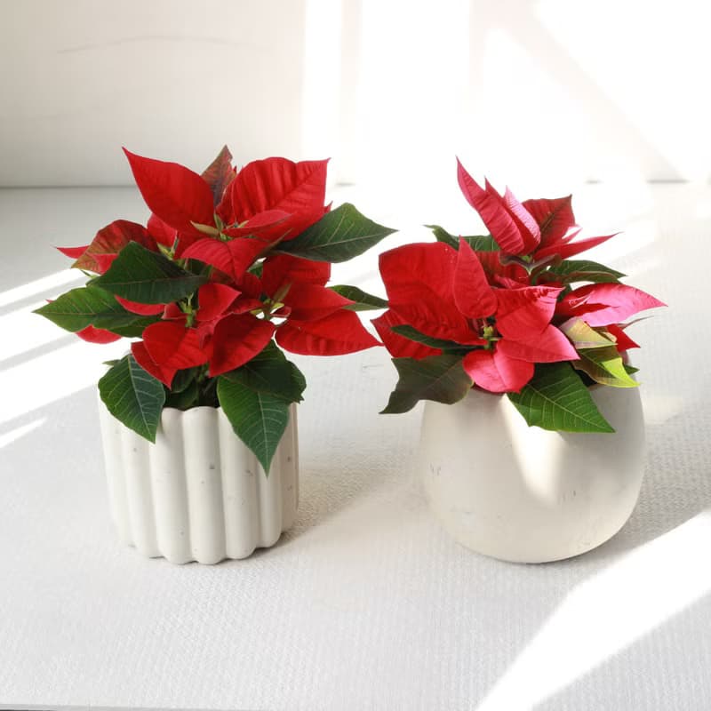 植栽 盆栽 l 聖誕紅 兩種盆器選擇  桌上耶誕盆栽 Ding Ding Dong