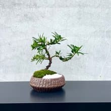 小品盆栽-晶鑽羅漢松 送禮 開幕