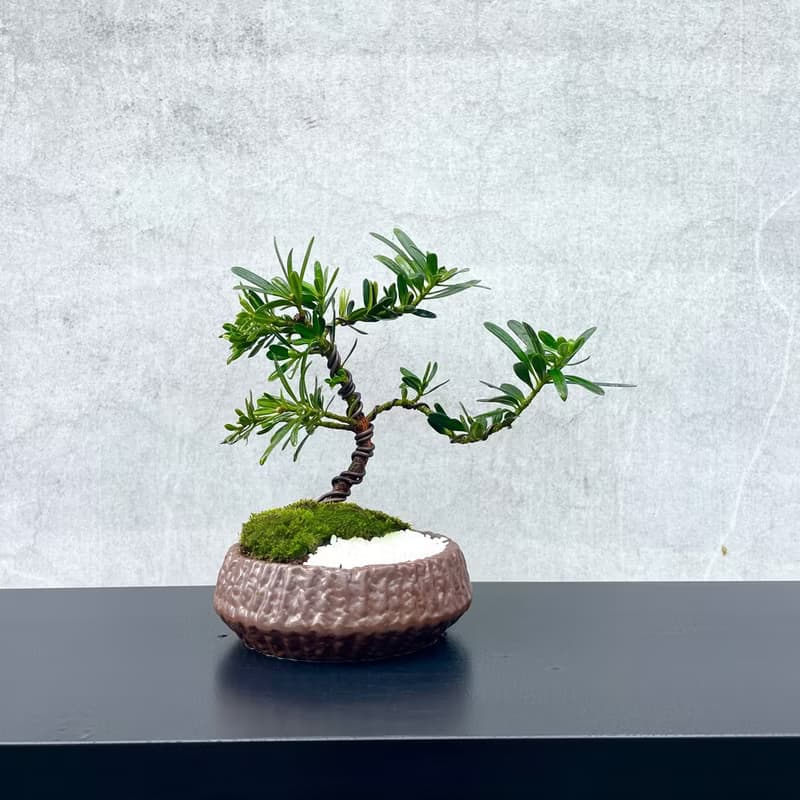 小品盆栽-晶鑽羅漢松 送禮 開幕
