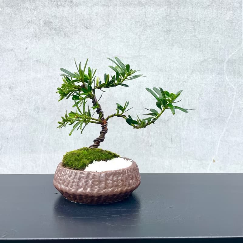 小品盆栽-晶鑽羅漢松 送禮 開幕