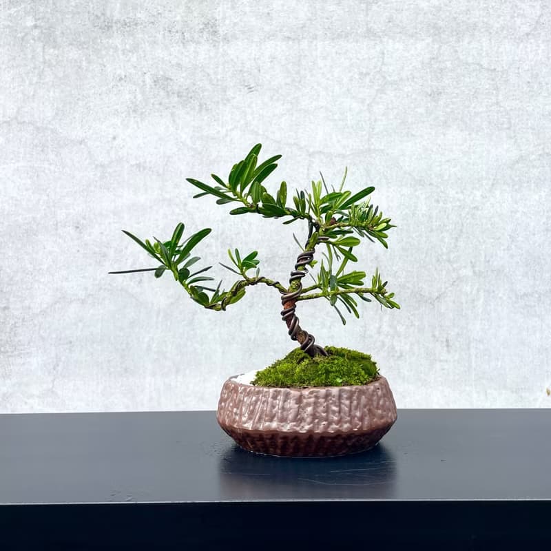 小品盆栽-晶鑽羅漢松 送禮 開幕