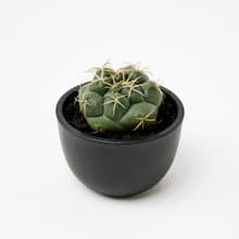 象牙丸 | 多肉植物 仙人掌