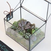 多肉植物玻璃屋 / 桌上盆栽