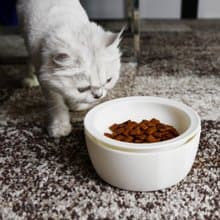 【迷你森活】Tasty好味貓碗 / 兩貓雙入組 / 加溫 保溫 防蟻 防溢