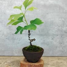 柴燒素粗陶-銀杏