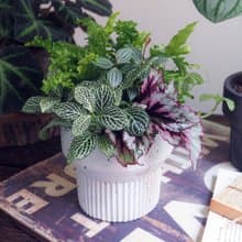 微光森林 | 綠意慢生活  觀葉植物盆栽。居家擺飾。喬遷。升遷