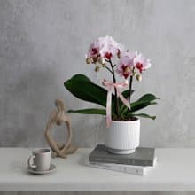 【蘭花盆栽】 粉櫻 蝴蝶蘭盆栽 開幕送禮 升遷 母親節禮物