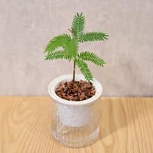 小豆樹 免澆水盆栽 室內植物 觀葉植物  禮物 辦公室小物