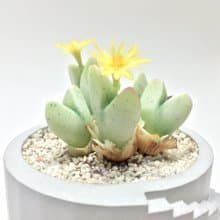 仿生黏土多肉植物 番杏科 少將